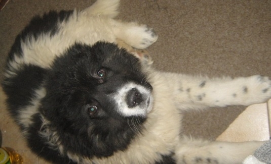 Изверг хвърля отрова за кучета в Лом научи BulNews Вчера