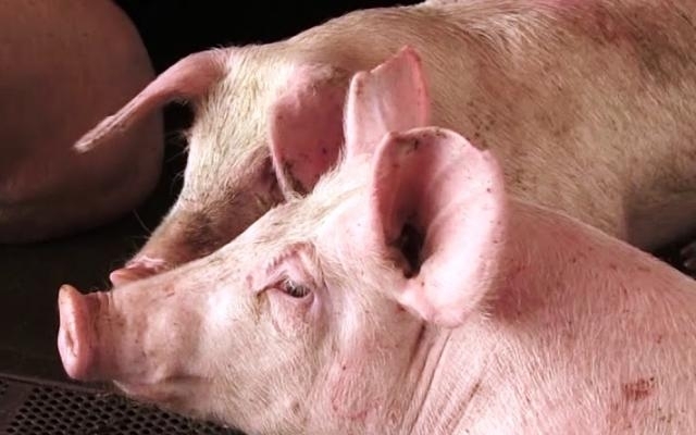 170 килограмово прасе е било откраднато от ферма в село Соколаре