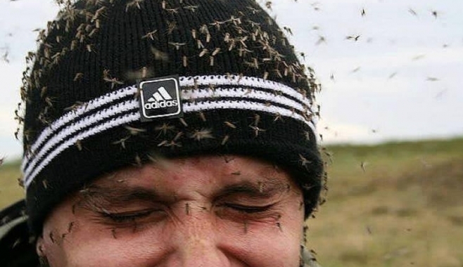 Хората от крайдунавския град не спират с оплакванията от комарите