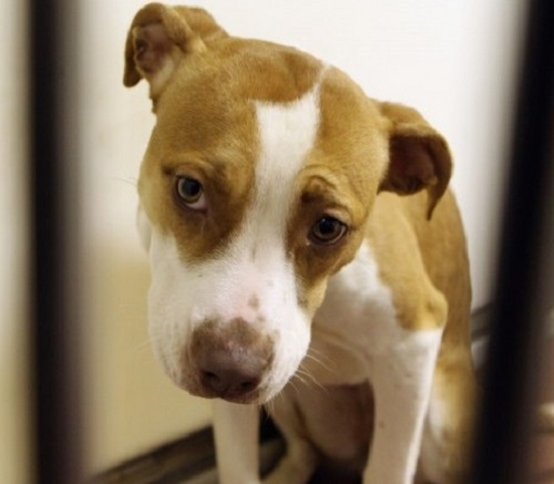 Кучето Медо което прекара три години под домашен арест заради