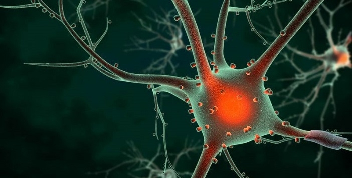 Учени от Института за биомедицински изследвания в Барселона установиха че