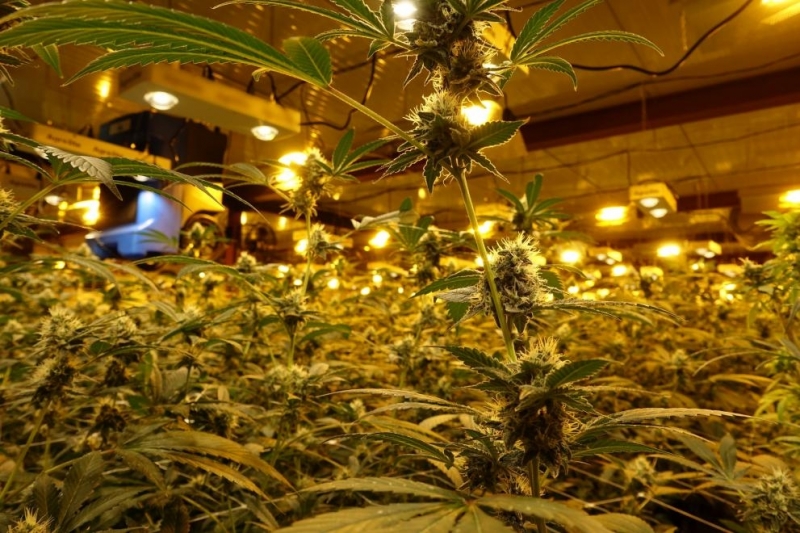 Шестима души съпричастни към отглеждане на конопени растения в Търговище