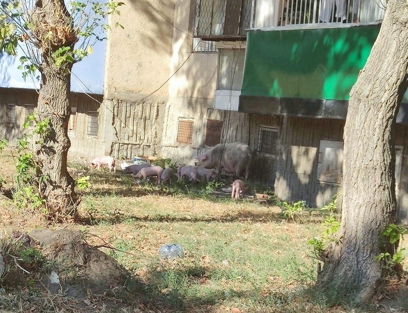 Волно разхождащи се прасета тормозят видинчани цяла седмица установи проверка