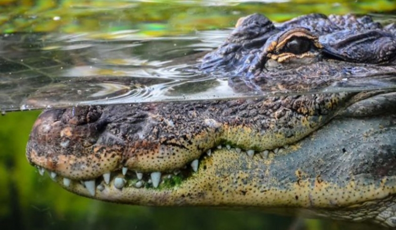 На брега на река Лоп в Индонезия крокодил внезапно и