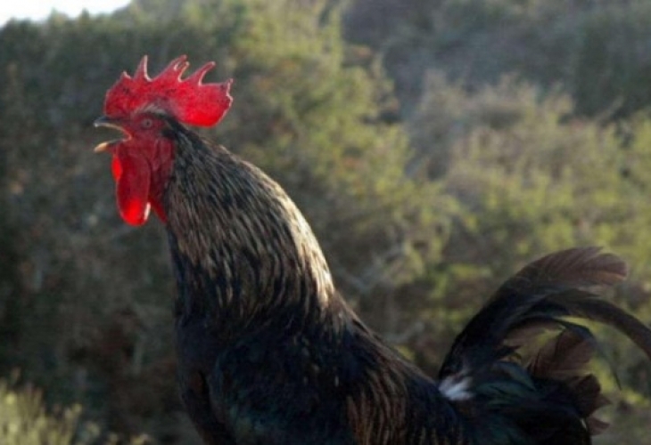 Семейство от френския департамент Крайморски Шарант заведоха дело срещу съседка