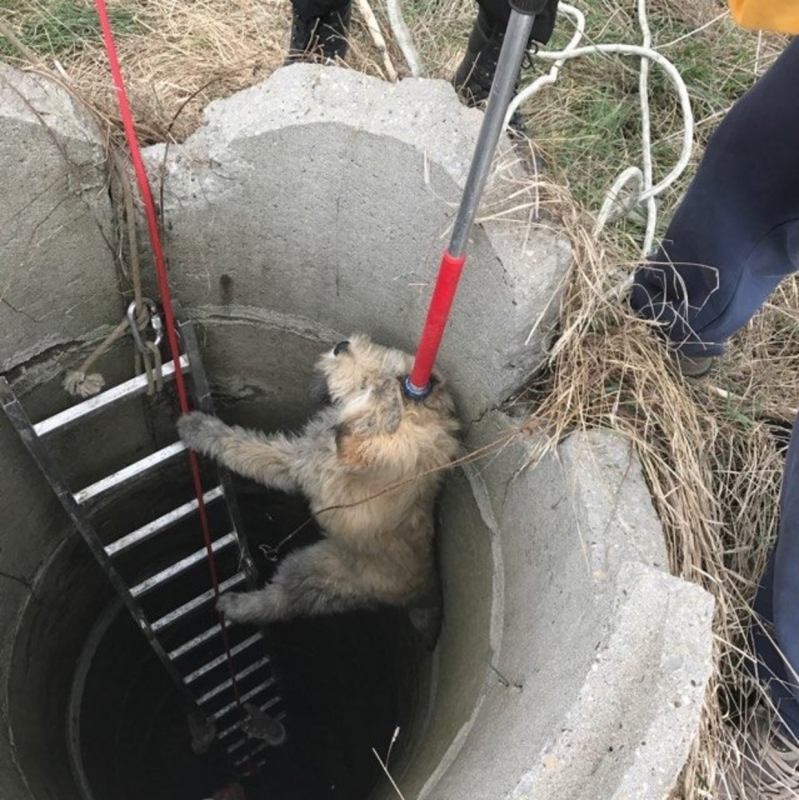 Пожарникари от Монтанско спасиха куче паднало в шахта съобщиха от