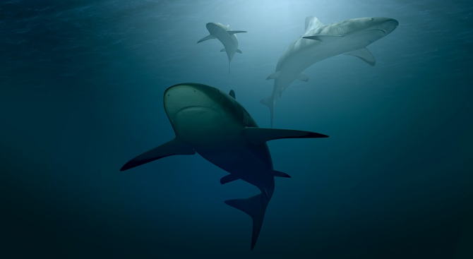 Заради климатичните промени и глобалното затопляне акулите започват да предпочитат