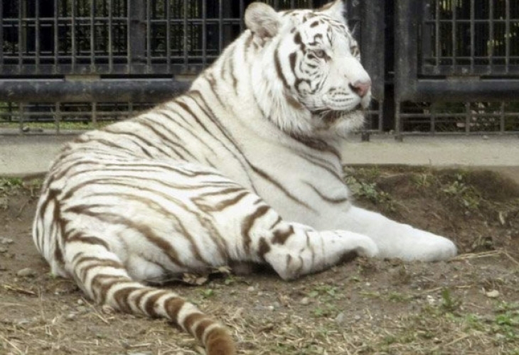 Работник в зоопарк загина след като беше нападнат от бял