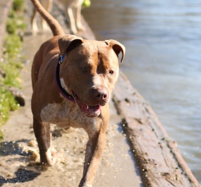 Питбул е нападнал и нахапал 9 годишно дете около един часа