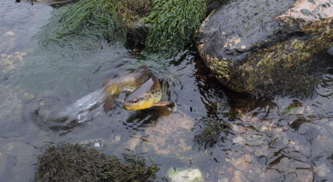10 хил лв глоба наложи Министерството на околната среда и