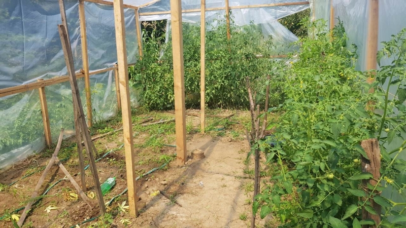 Полицията в Монтана е разбила наркоранжерия в ломско село научи