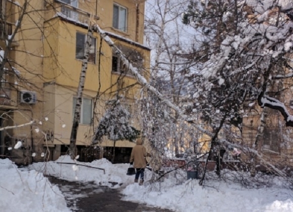 Прекършени от снега дървета застрашават живота на пешеходци във Враца