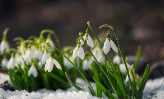 Ако прогнозите се сбъднат ще изпратим тази зима с много