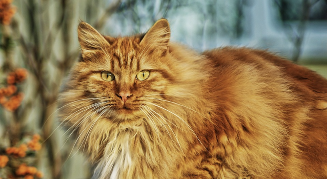 Котка стана четвъртият кмет от животински произход на селище в