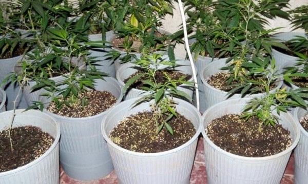 Полицаи иззеха канабис от двор в Ломско съобщиха от областната