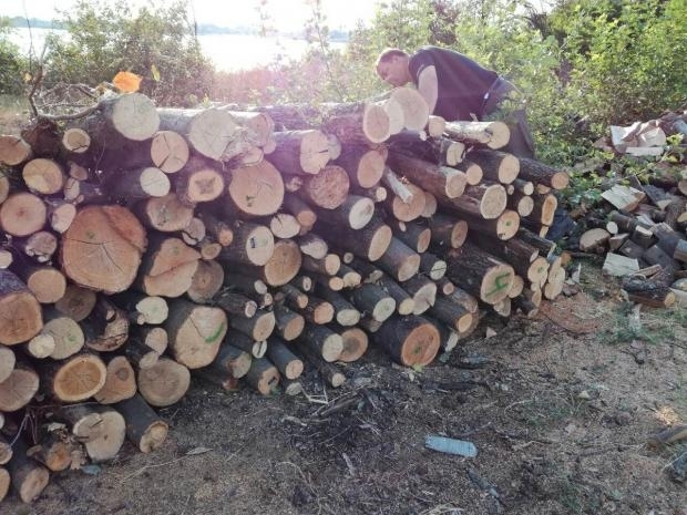 Полицаи откриха 6 кубика крадени дърва във Видинско съобщиха от
