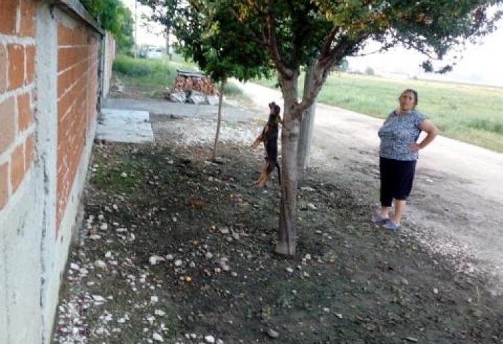 Жителка на Раковски обеси домашното си куче на дърво пред