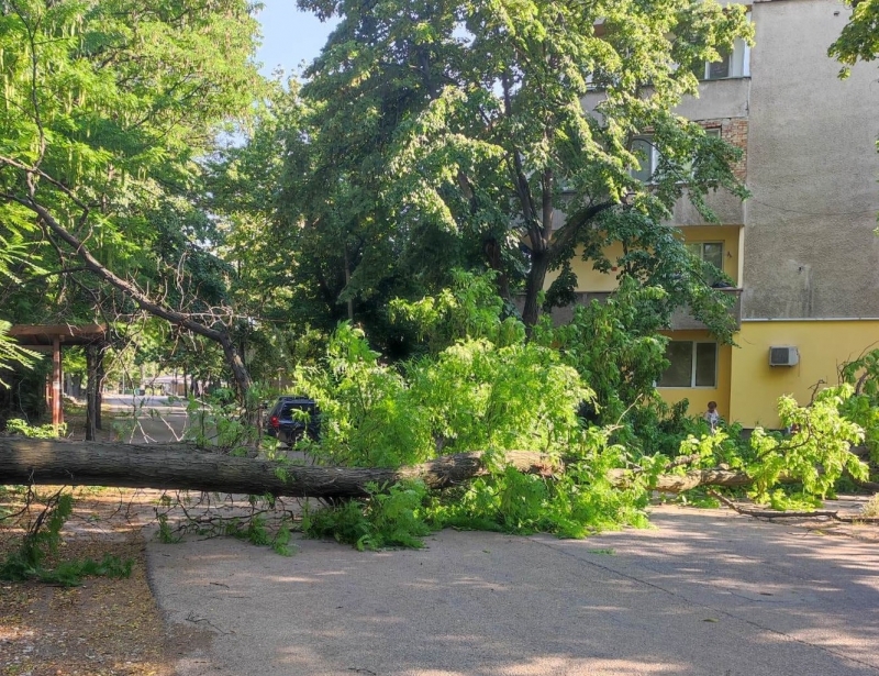 Видинчани отново скочиха срещу кмета си Цветан Ценков научи агенция