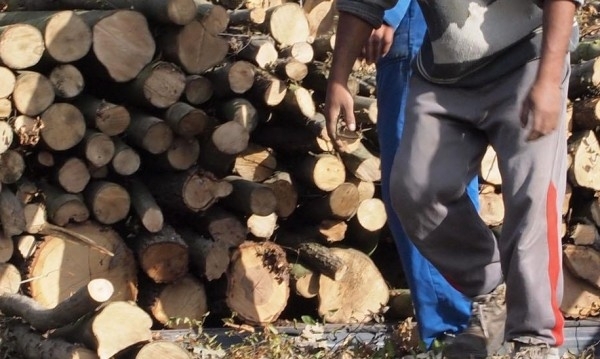 Полицаи са задържали двама криминално проявени за незаконна сеч във