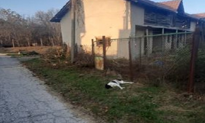 Мъжът задържан заради стрелба по две домашни кучета в монтанското