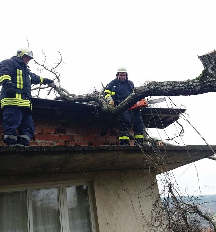 Дърво е падналo върху къща във Видинско съобщиха от пресцентъра