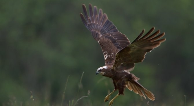 SmartBirds популярното мобилно приложение на Българското дружество за защитата