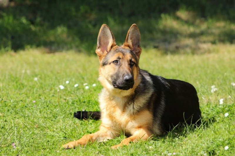 Чешки митничари ще обучават 6 кучета да разпознават заразени с