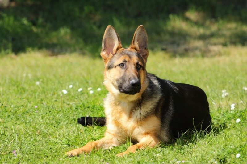 Чешки митничари ще обучават 6 кучета да разпознават заразени с