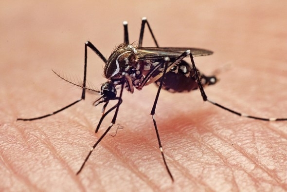 България бяха открити комари от вида азиатски тигров Aedes