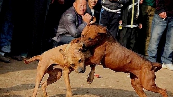 12 те питбула използвани за нелегални кучешки боеве са починали в общинския