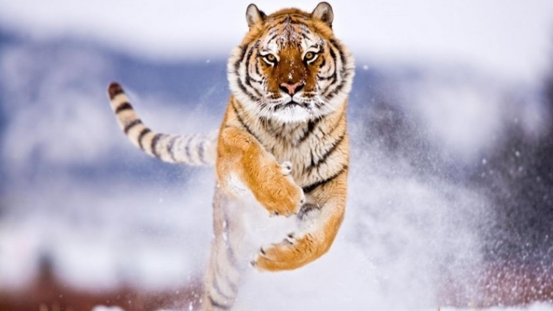Тигър нападна двама ловци в Хабаровския край в източната част