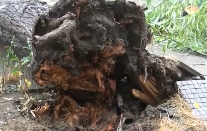 Огромно дърво се стовари върху две таксита и ги затисна