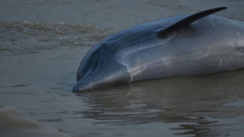 Повече от сто делфина са били открити мъртви в бразилската