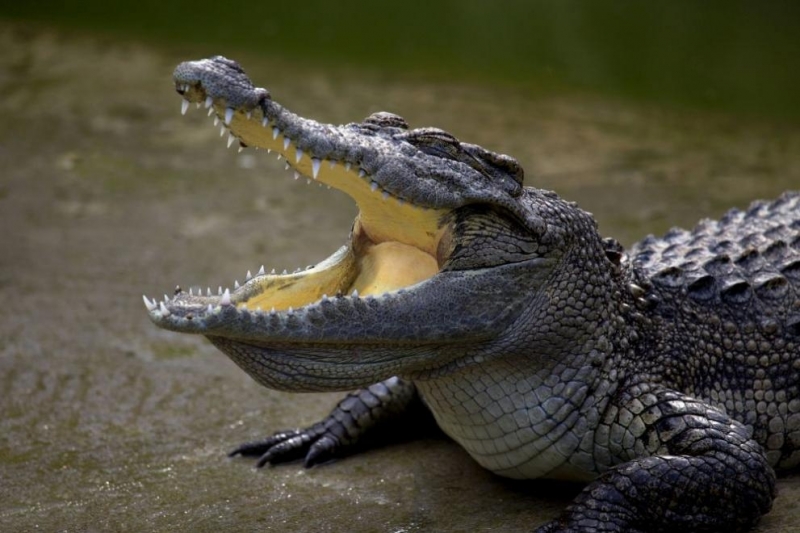 Алигатори "превзеха" Флорида, съобщава CNN. На видео в социалните мрежи