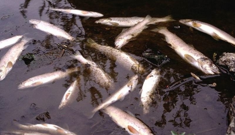 Недостиг на кислород в езерото Азее в германския град Мюнстер уби за кратко