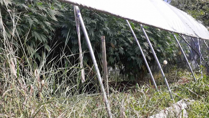 Домашна наркооранжерия за канабис разкриха криминалисти на РУ Самоков