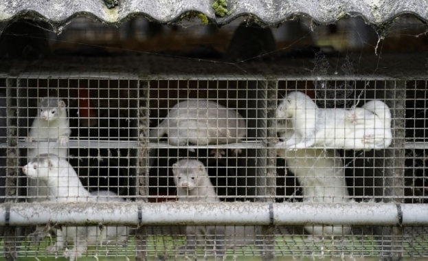 В Гърция започнаха да унищожават норки които проявиха симптоми че