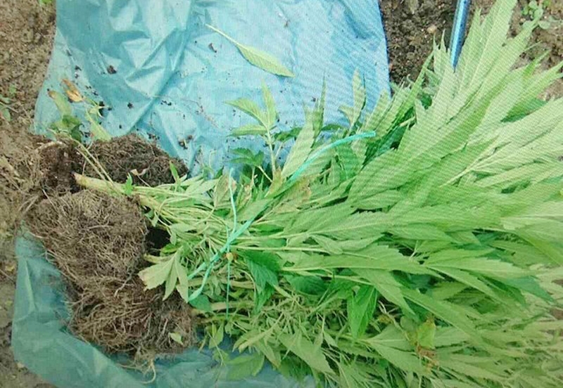 Засаден канабис откриха в двор във Видинско униформени задържаха 23 годишен