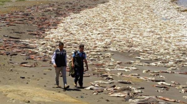 Огромни количества мъртва риба беше изхвърлена по бреговете на Чили