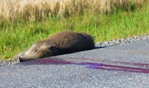 Диви прасета предизивкаха зрелищна катастрофа на пътя Е 79 между