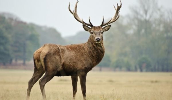 Двама мъже са заподозрени че без да притежават разрешително са