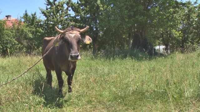 Лабораторните анализи на кравата пребивавала 15 дни в Сърбия и