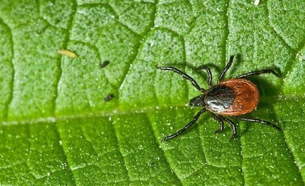 Два пъти повече са случаите на лаймска болест у нас
