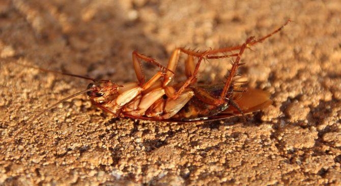 Китайски учени обясниха защо хлебарките са толкова издръжливи и трудно