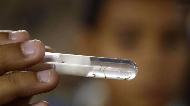 72 са вече жертвите на смъртоносния вирус Зика в индийския