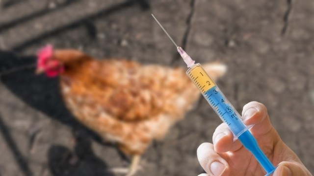 Открит е птичи грип във ферма в пловдивското село Богданица,