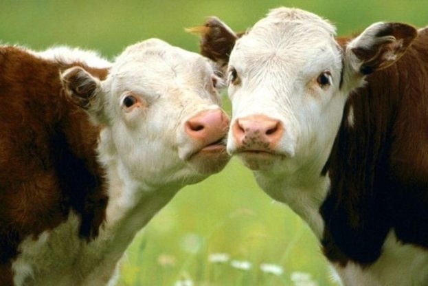 Община Мездра уведомява собствениците и ползвателите на животновъдни обекти за