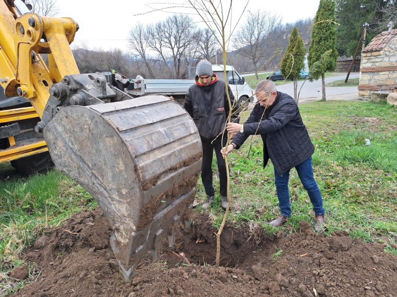 Служители на Община Георги Дамяново засадиха дръвчета – плачеща върба