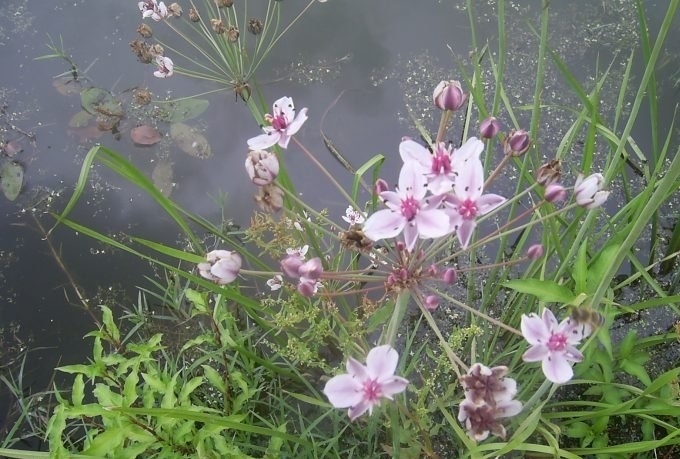 Министерството на околната среда и водите постави на обществено обсъждане