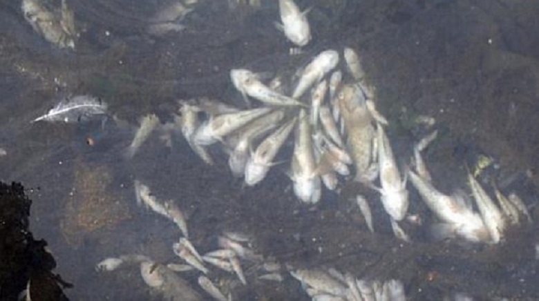 Мъртви риби изплуваха в река Ботуня, научи агенция BulNews.
Случаят е